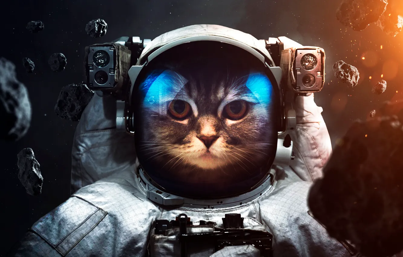 Photo wallpaper cat, space, astronaut, the suit, Catstronaut