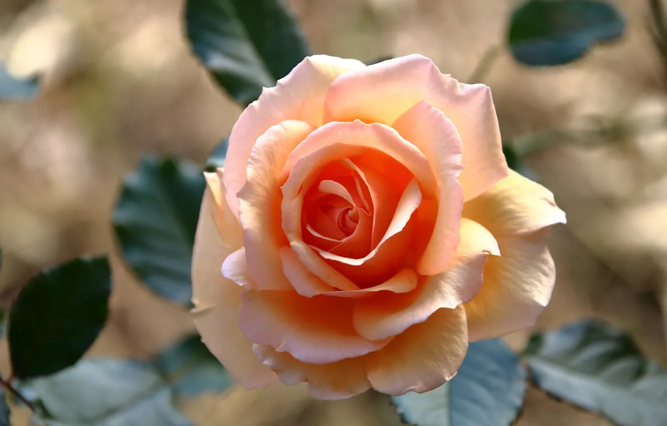 Wallpaper flower, leaves, light, pink, rose, orange images for desktop,  section цветы - download