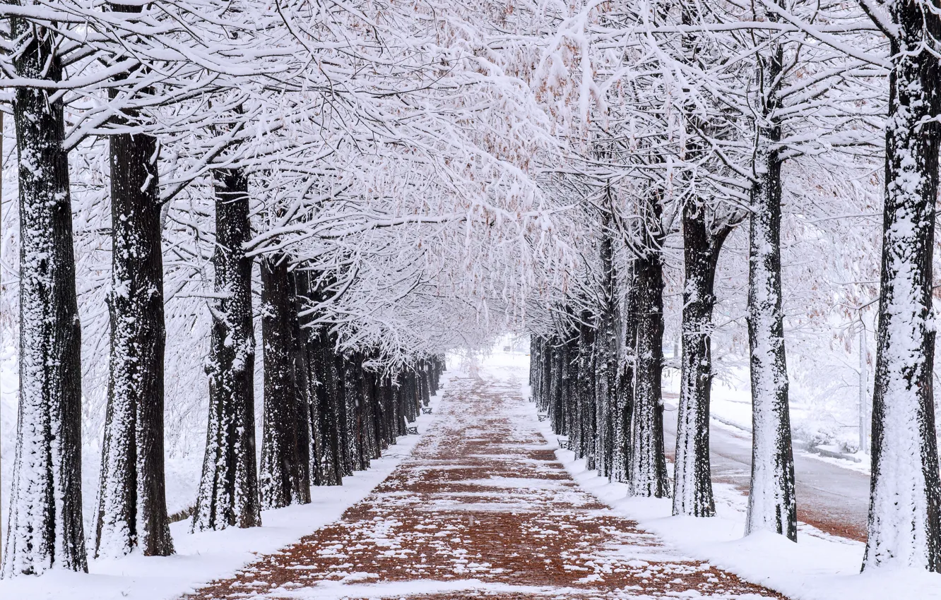Photo wallpaper winter, snow, trees, Park, alley, trees, landscape, park, winter, snow, alley
