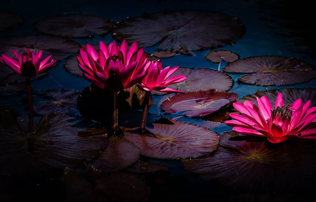 Wallpaper leaves, water, flowers, pond, the dark background, bright, pink,  al, water lilies, pond, water Lily, nymphs images for desktop, section  цветы - download
