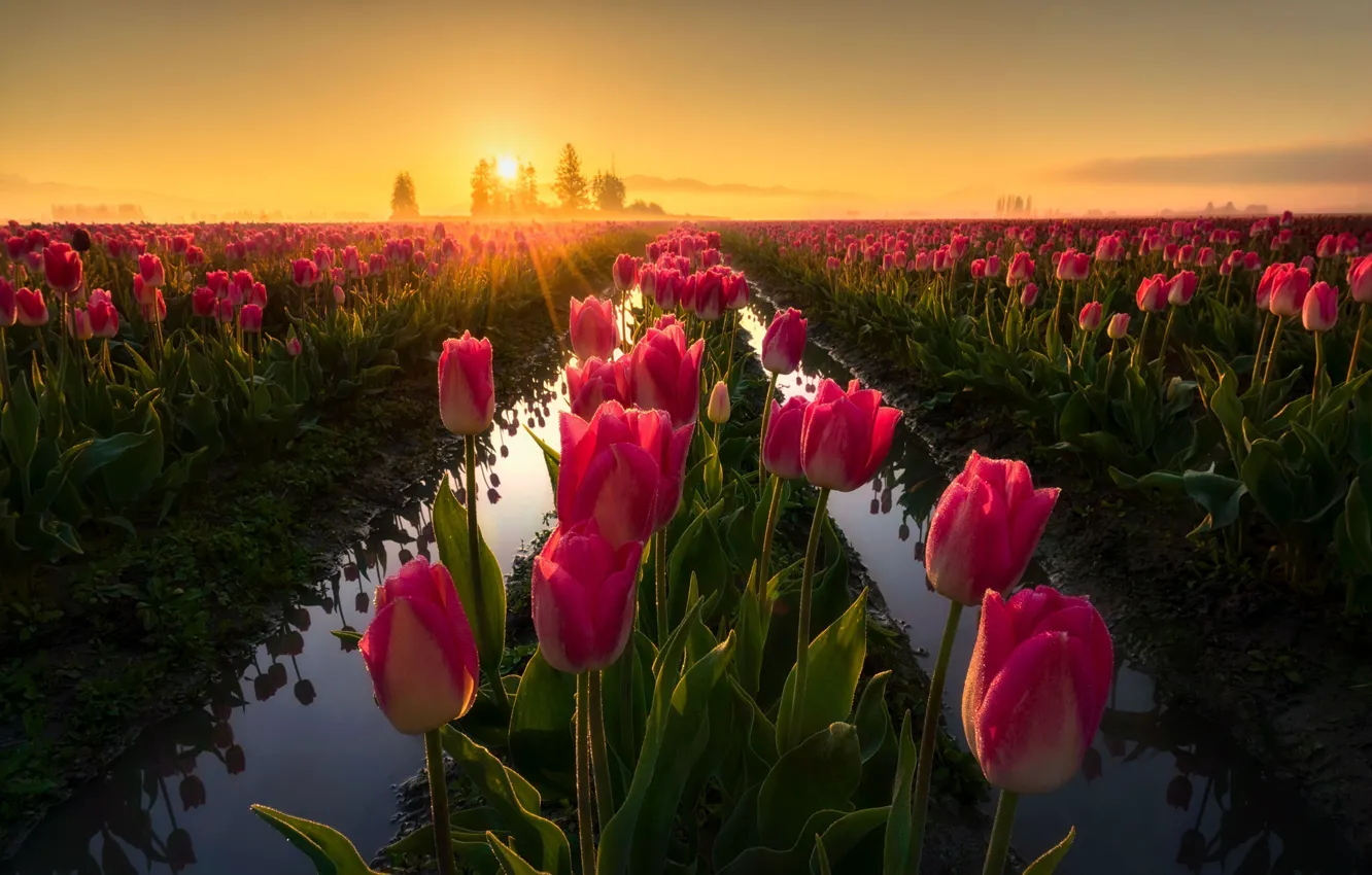 Photo wallpaper field, light, flowers, spring, morning, tulips