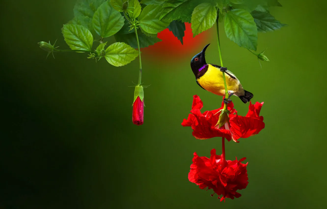 Wallpaper flower, leaves, nature, bird, India, buds images for desktop,  section животные - download