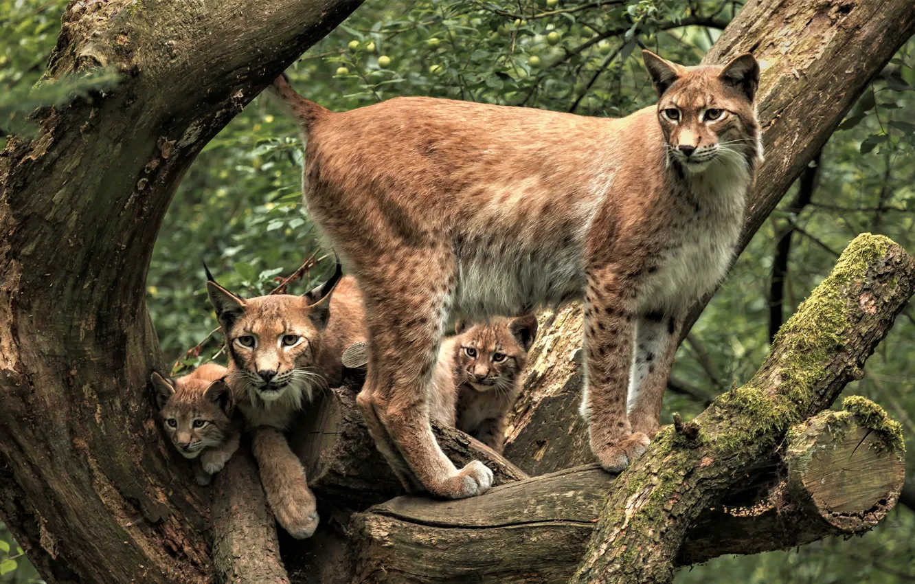 Photo wallpaper greens, forest, look, branches, pose, tree, foliage, kittens, kids, wild cats, lynx, lynx, mom, cubs, …