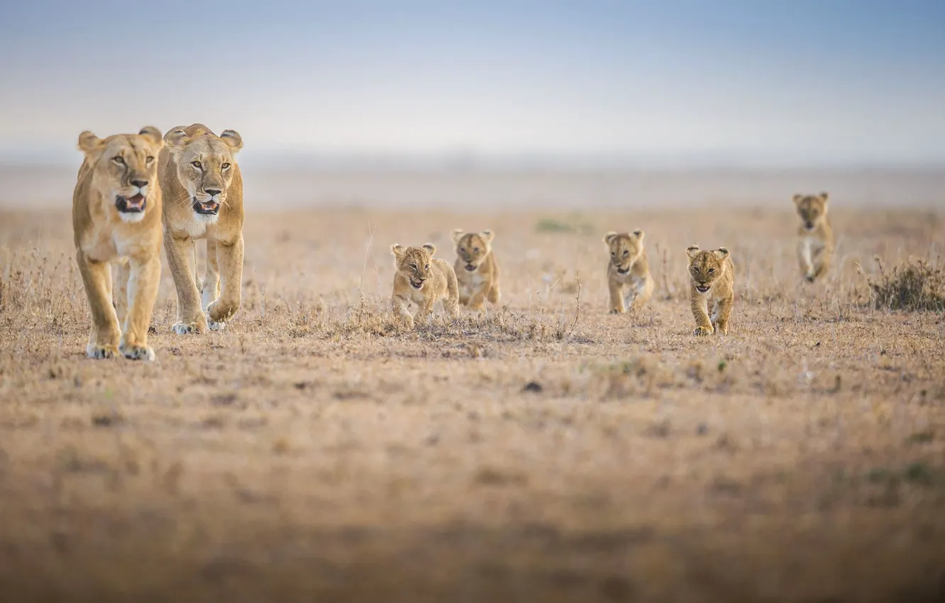 Wallpaper family, Africa, the cubs, lioness, lion, pride images for desktop,  section животные - download