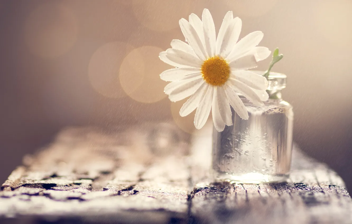 Wallpaper white, flower, glass, water, drops, light, squirt, background,  one, light, Daisy, Bank, beige, glass, bokeh, composition images for  desktop, section цветы - download
