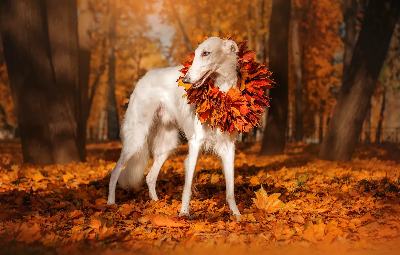 Photo wallpaper autumn, leaves, trees, nature, Park, animal, dog, wreath, dog, Greyhound