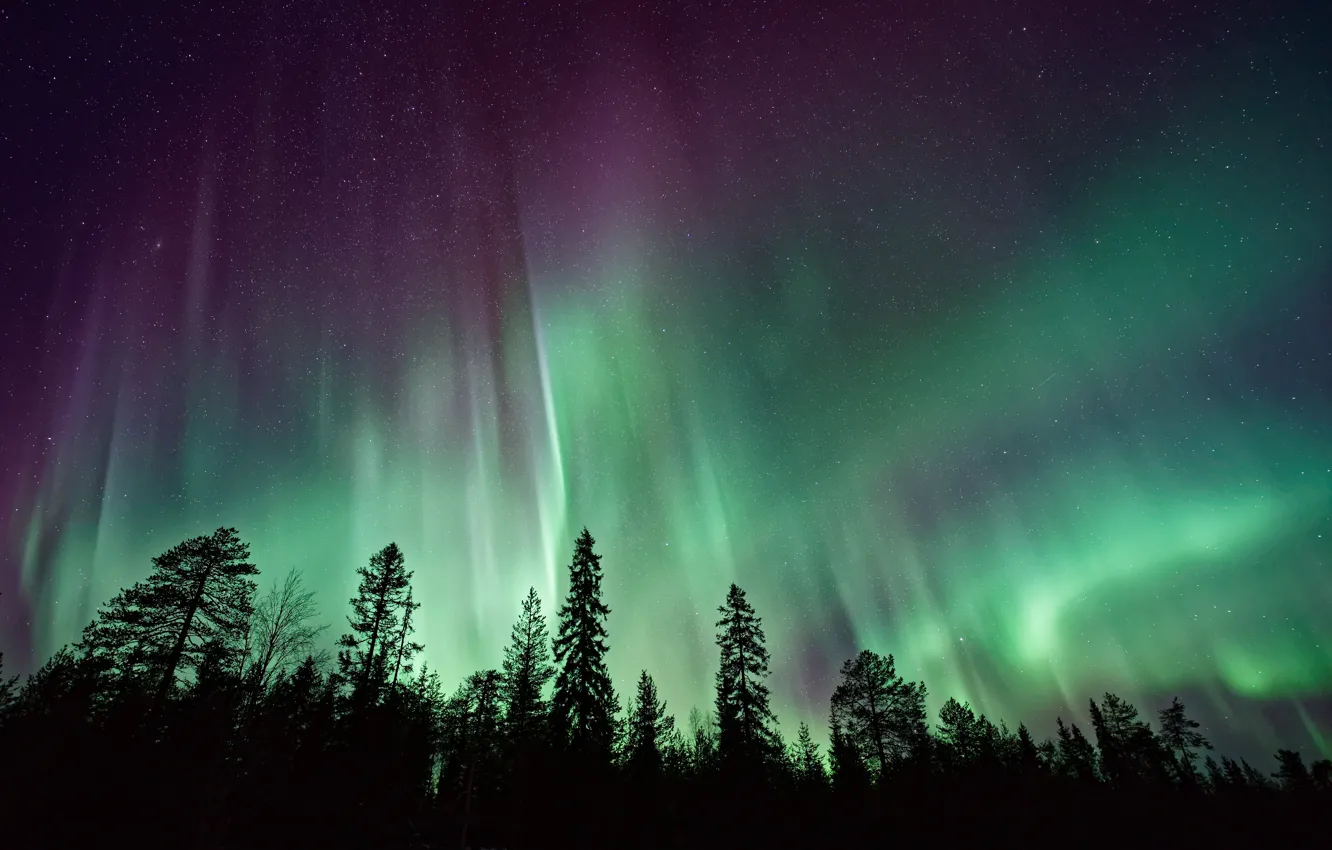 Wallpaper forest, the sky, stars, trees, night, nature, Northern lights  images for desktop, section природа - download