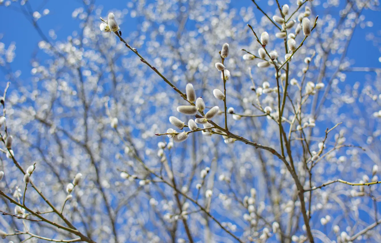 Photo wallpaper branches, spring, pussies, kidney, Verba, blue sky