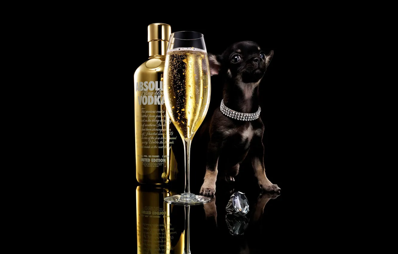 Photo wallpaper glass, drink, black background, ring, black background, little dog, signet, absolut, a bottle of vodka, …