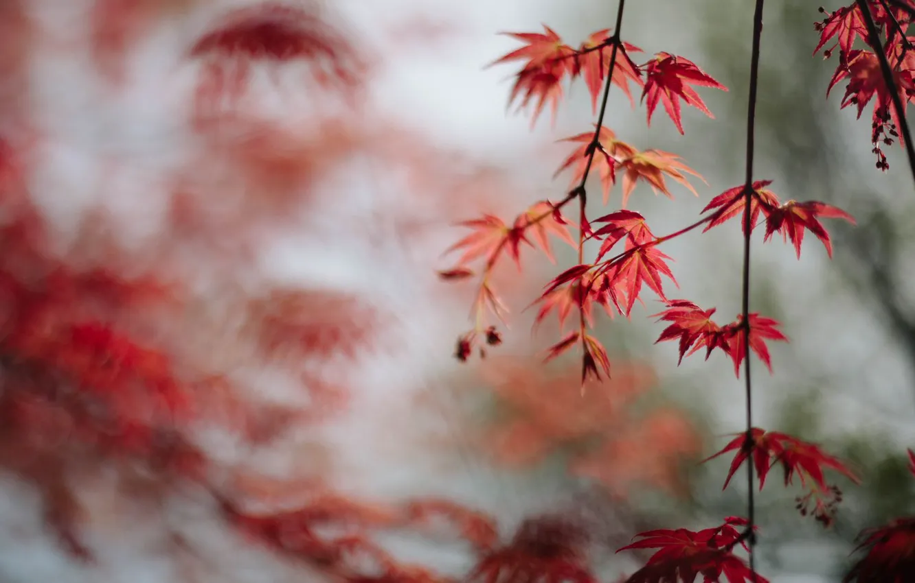 Photo wallpaper leaves, branches, red, maple