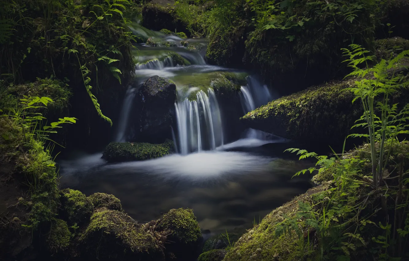 Photo wallpaper forest, stream, waterfall, moss, Germany, cascade