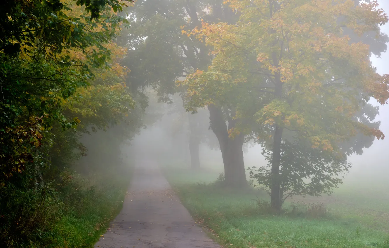 Photo wallpaper autumn, fog, track, alley, maples