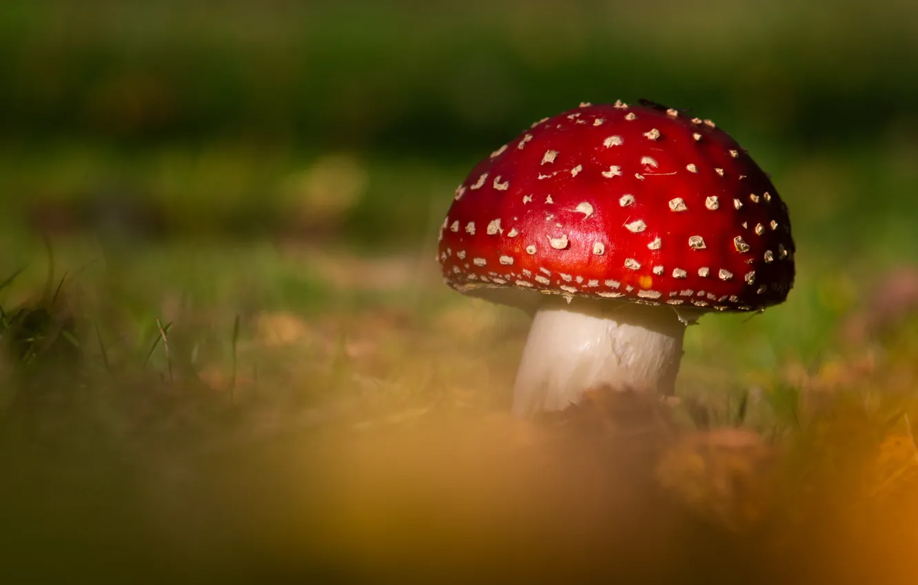 Wallpaper red, green, background, mushroom, mushroom, bokeh images for ...