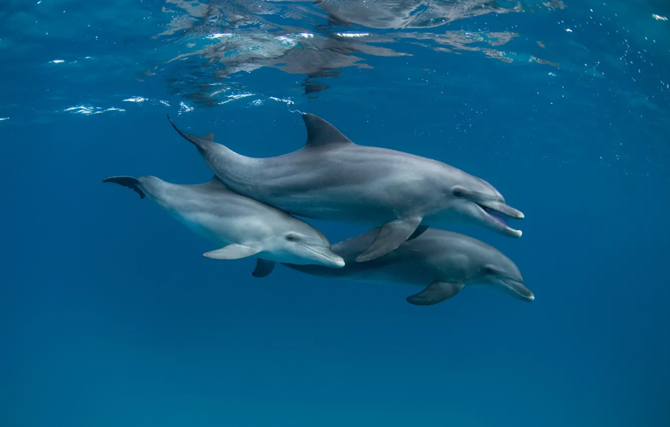 Photo wallpaper sea, the ocean, dolphins, under water