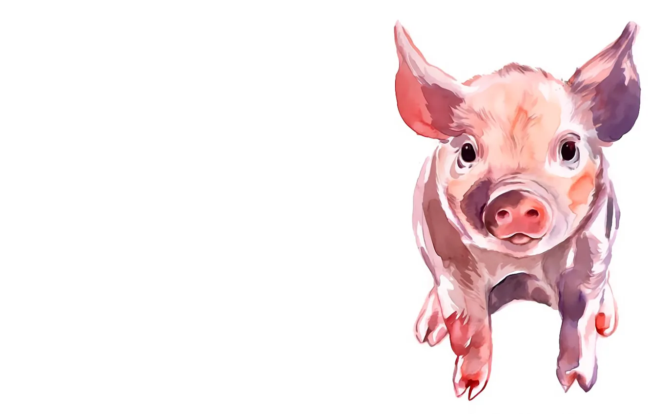 Wallpaper white background, pig, pig