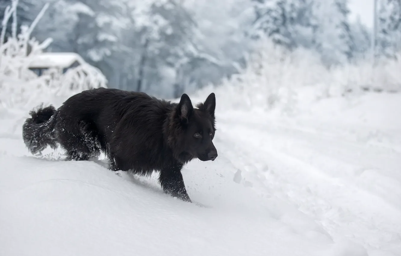 Photo wallpaper winter, snow, dog, German shepherd, Svetlana Pisareva