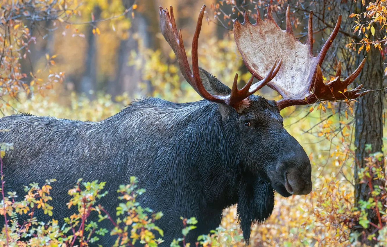 Photo wallpaper autumn, forest, look, leaves, branches, nature, tree, portrait, horns, moose, handsome