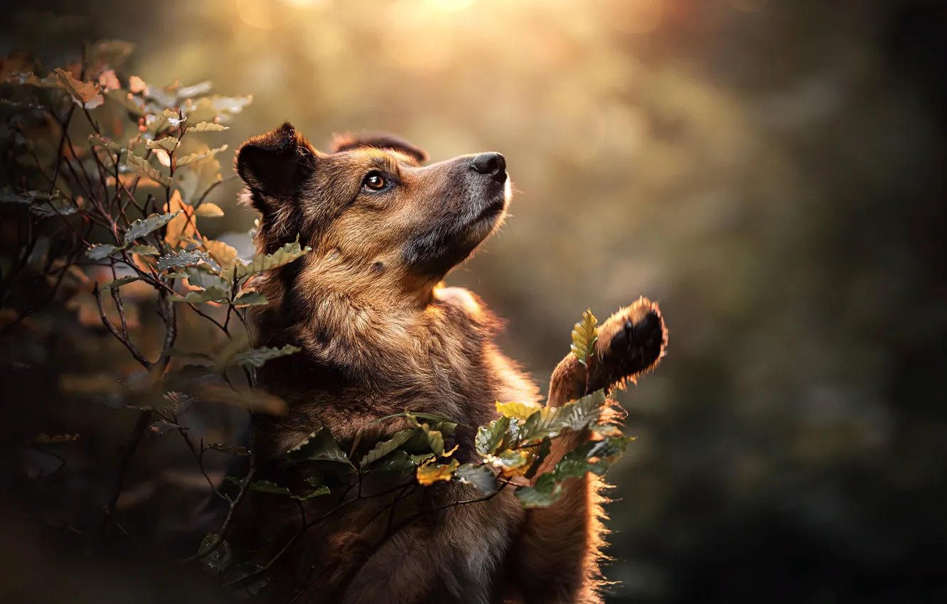 Wallpaper leaves, branches, nature, pose, animal, dog, dog images for  desktop, section собаки - download