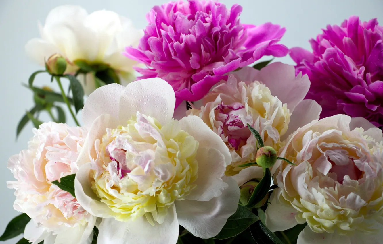 Wallpaper flowers, Rosa, bouquet, water drops, peonies images for ...