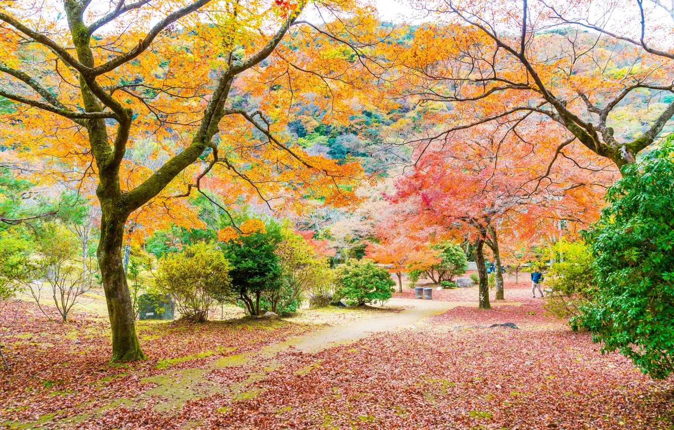 Photo wallpaper autumn, forest, leaves, trees, Park, colorful, forest, landscape, park, autumn, leaves, tree, path, fall