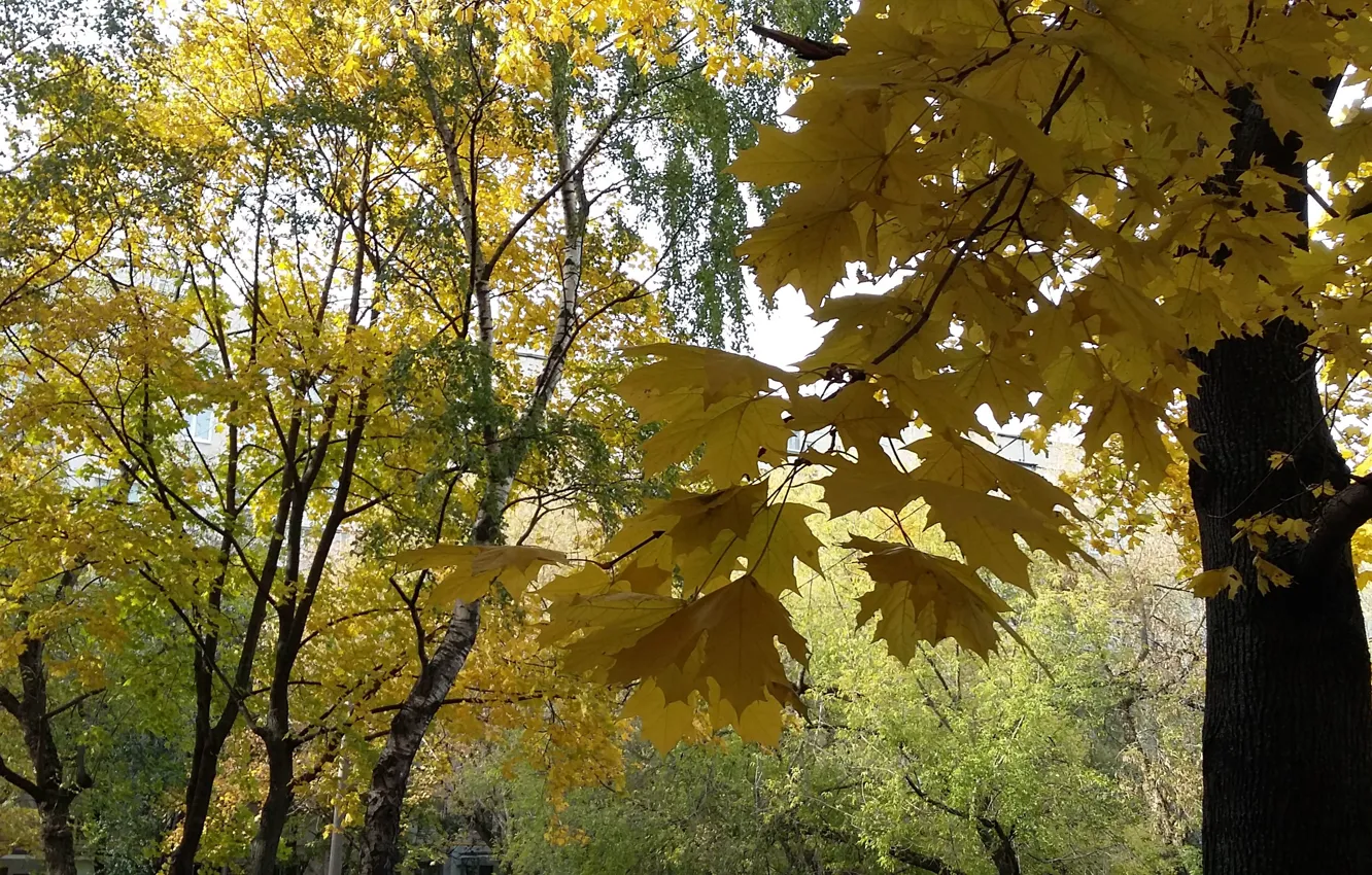 Photo wallpaper autumn, trees, yellow leaves, October, maple branch
