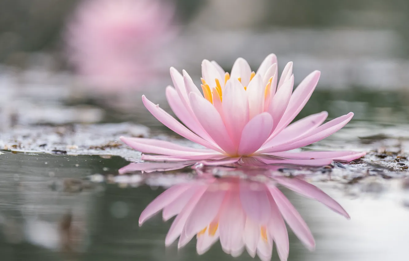 Wallpaper pond, reflection, pink, Lily, pond, bokeh, Nymphaeum, water Lily  images for desktop, section цветы - download