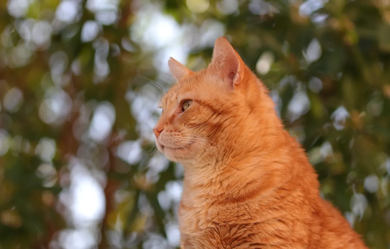 Photo wallpaper cat, portrait, profile, red, bokeh, cat