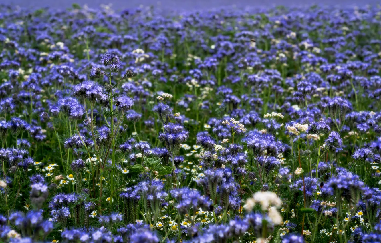 Photo wallpaper field, flowers, phacelia