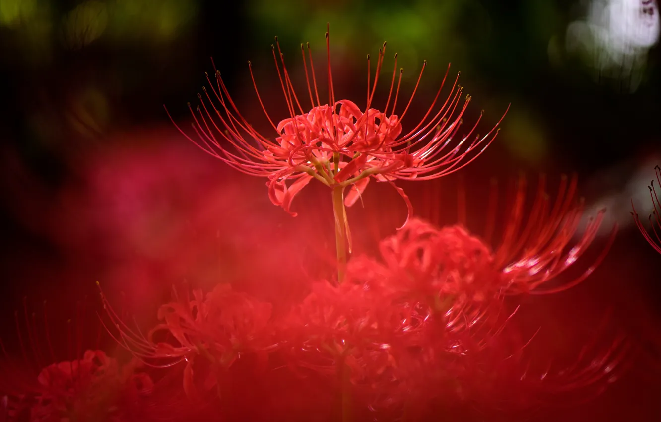 flowers, nature, background, blur
