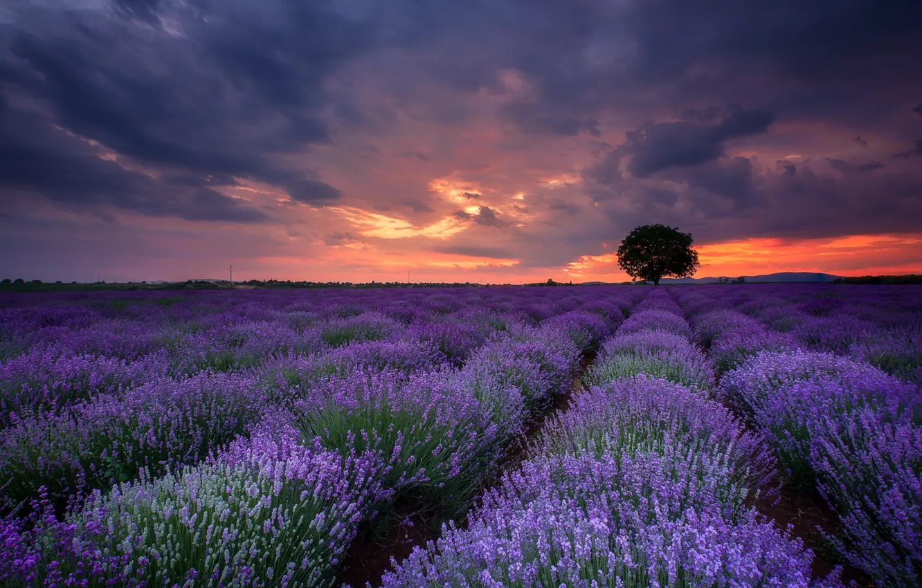 Wallpaper summer, tree, lavender, lavender field images for desktop ...