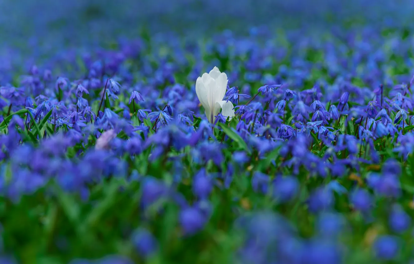 Photo wallpaper white, flowers, spring, blue, primroses, blue, a lot, Krokus, Scilla
