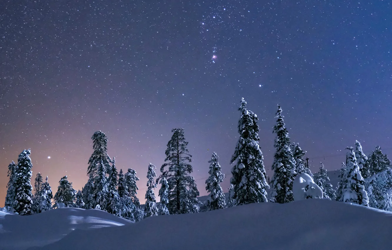 Photo wallpaper winter, the sky, snow, trees, stars, the snow, starry sky