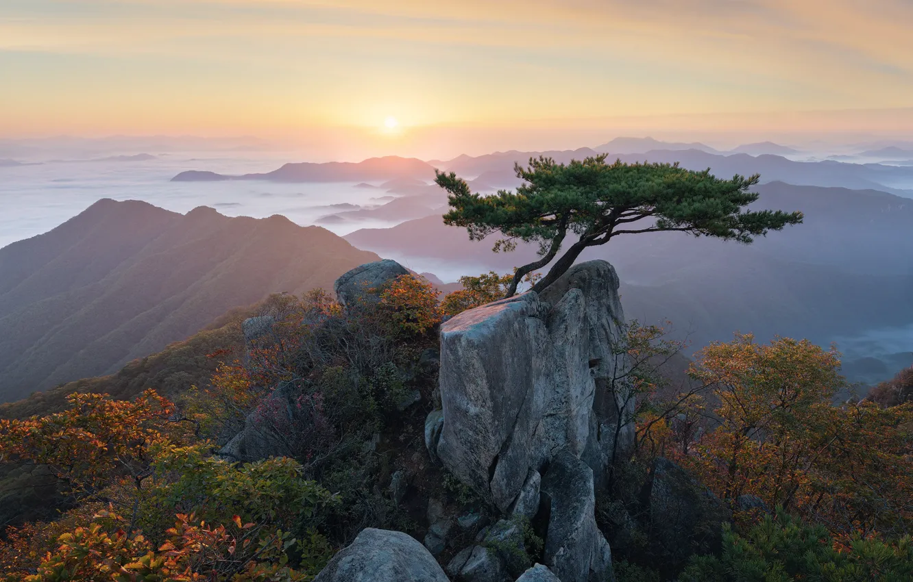 Wallpaper Clouds Landscape Mountains Nature Tree Dawn Morning Korea Pine Reserve Bonsai Images For Desktop Section Pejzazhi Download