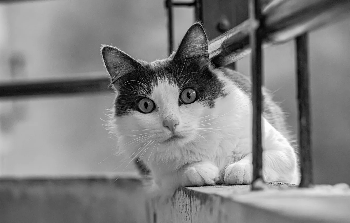 Photo wallpaper cat, look, muzzle, black and white, monochrome