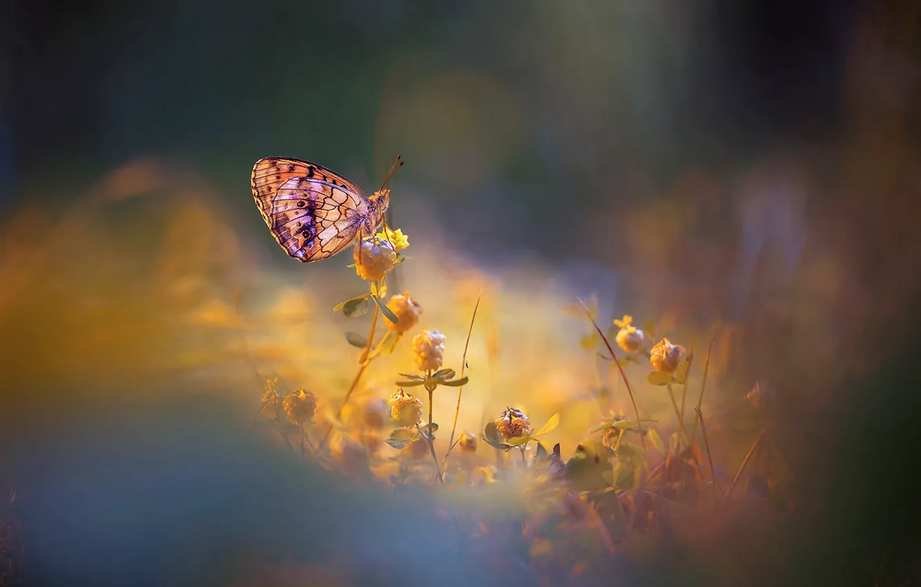 Photo wallpaper nature, butterfly, flowers, glow