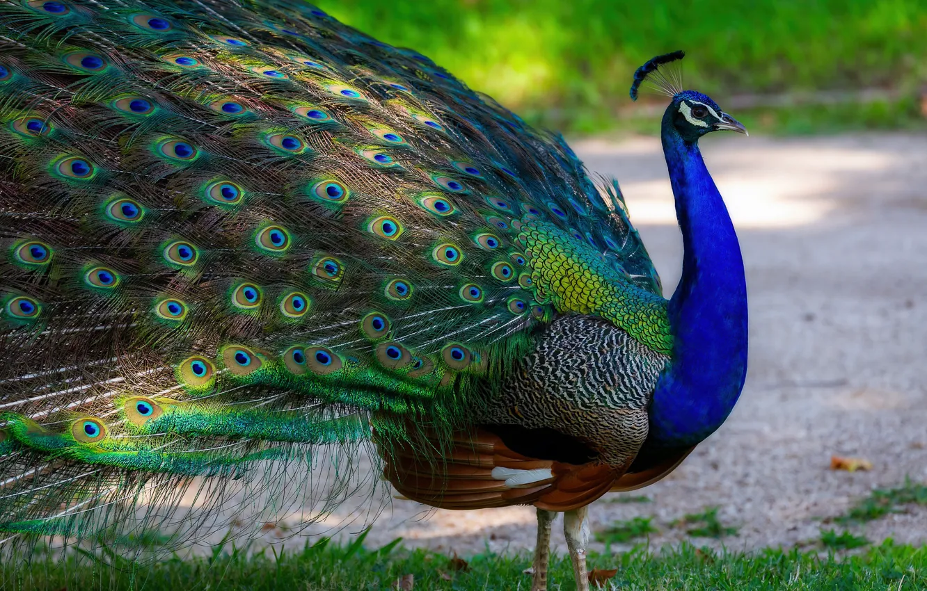 Wallpaper nature, bird, tail, peacock, luxury images for desktop, section  животные - download