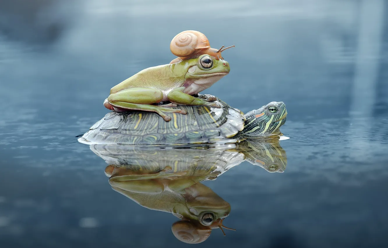Photo wallpaper look, water, reflection, background, together, clam, frog, turtle, snail, sitting, trio, journey, pond, swimming, bokeh, …