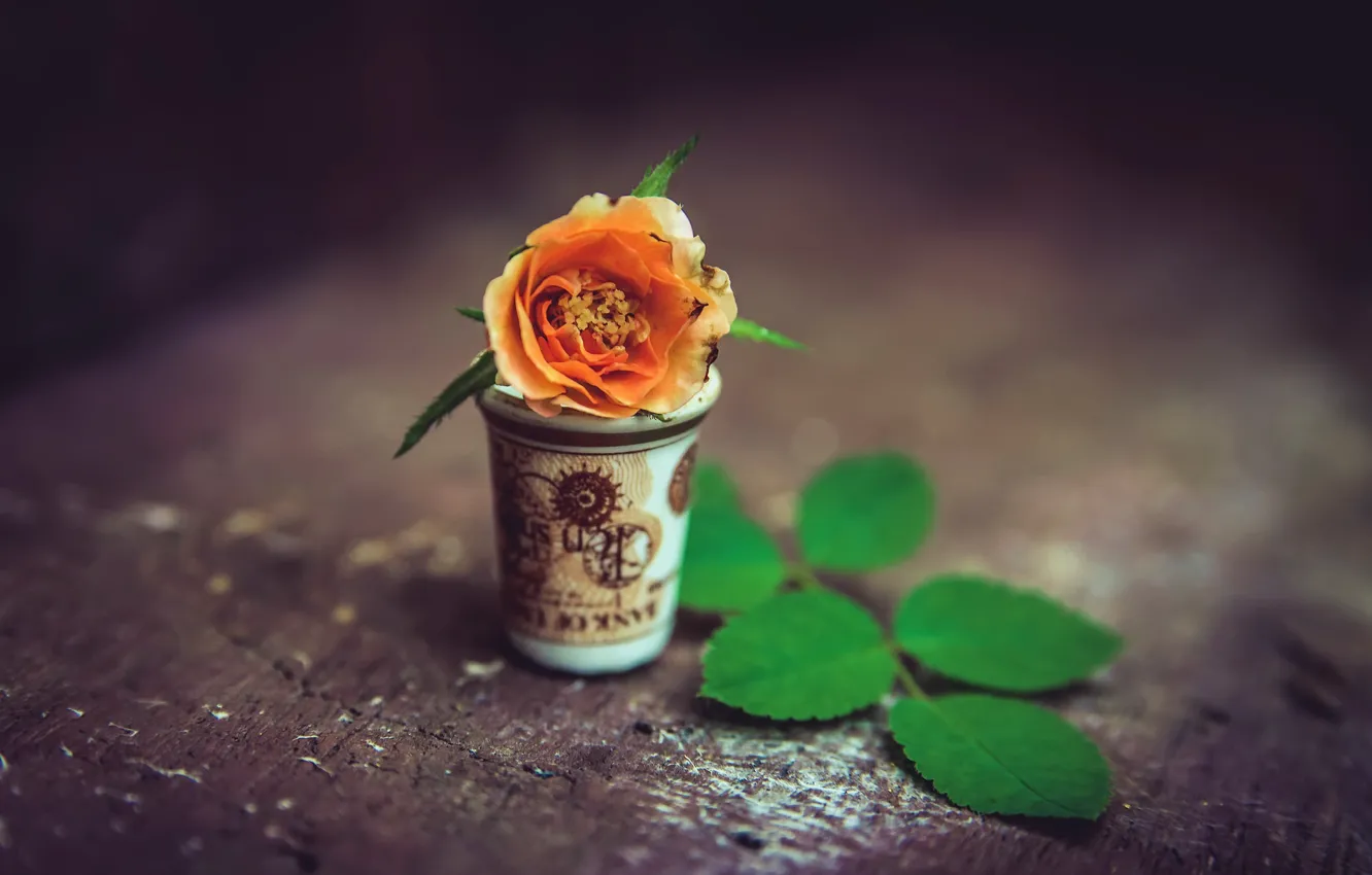 Photo wallpaper flower, background, Cup