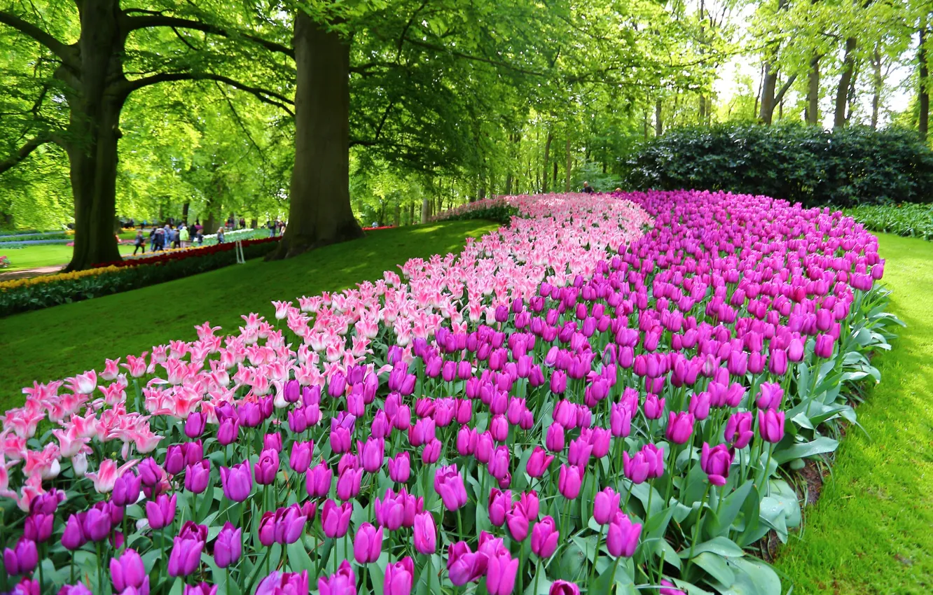 Wallpaper flowers, Park, tulips, Netherlands, Netherlands, Keukenhof,  Lisse, Lisse, Keukenhof Garden images for desktop, section пейзажи -  download