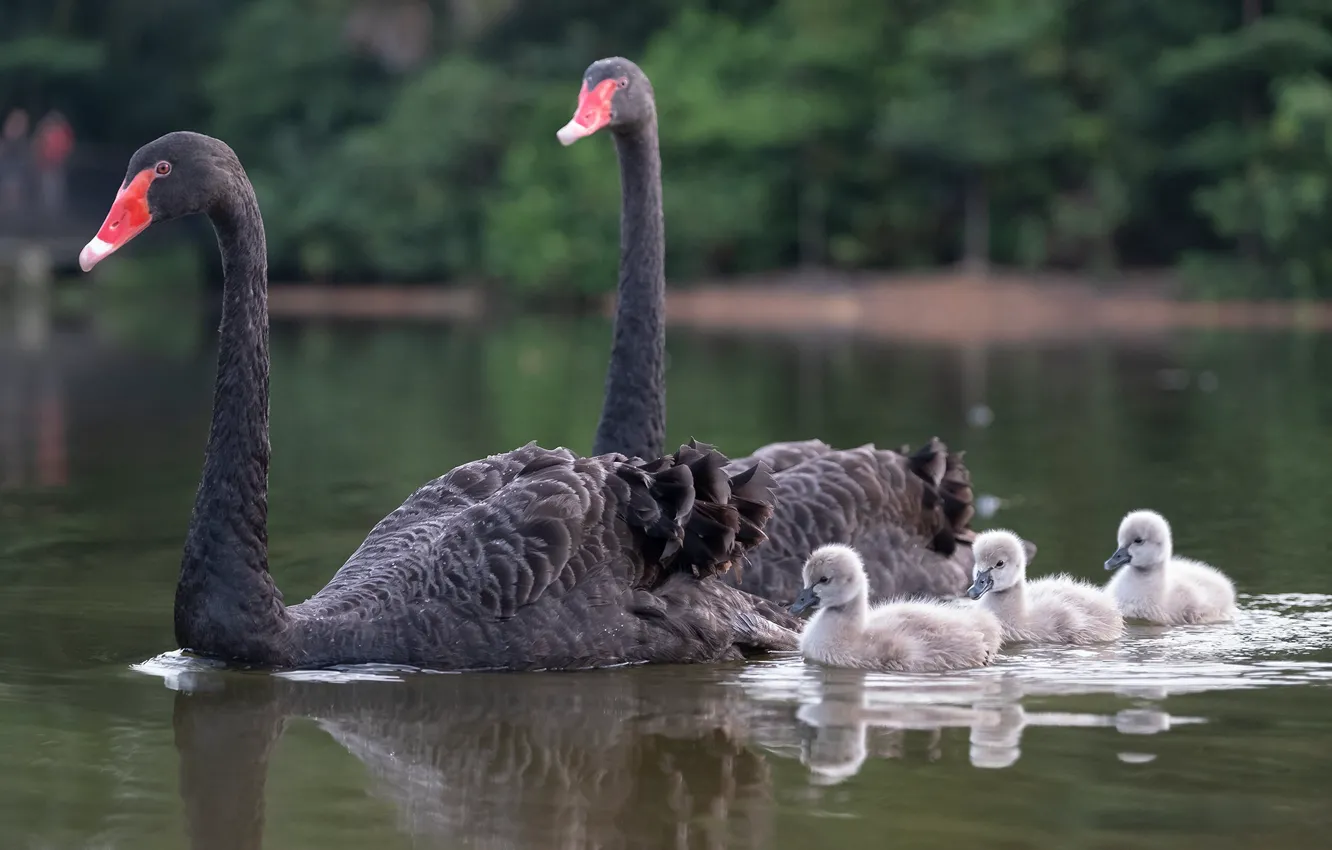 Wallpaper birds, family, Chicks, black Swan images for desktop, section  животные - download