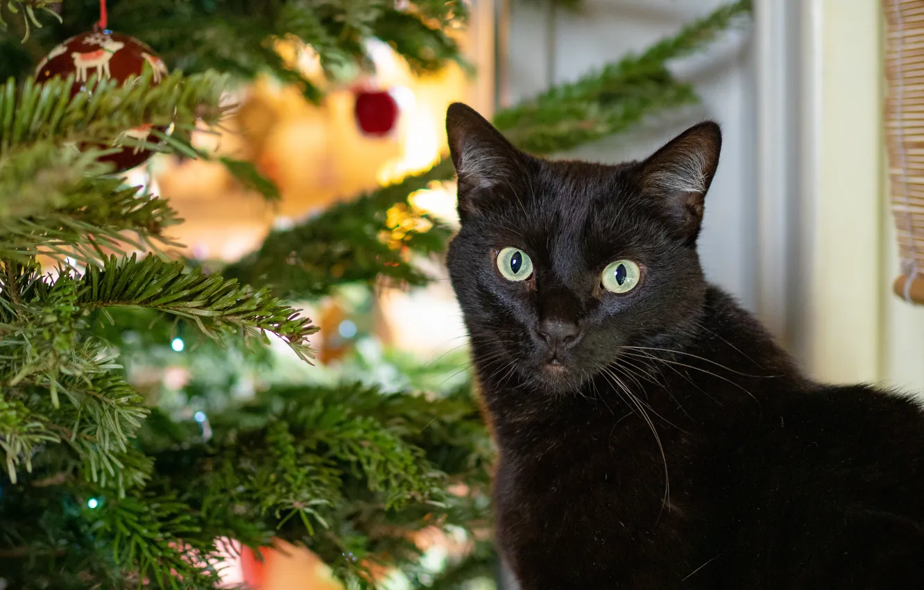 Photo wallpaper cat, cat, look, face, balls, black, portrait, New year, tree, needles, Christmas decorations