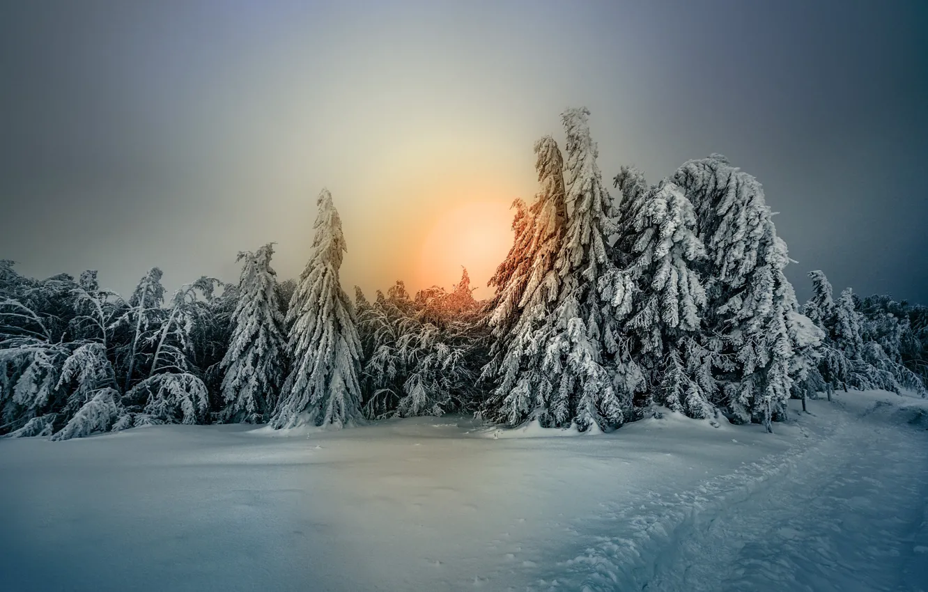 Photo wallpaper winter, forest, the sky, snow, trees, tree, frost, Robert Didierjean