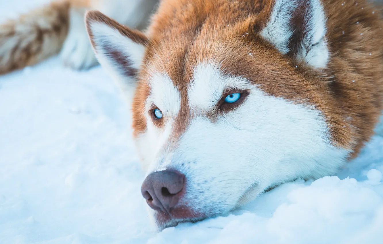 Photo wallpaper dog, blue eyes, snow, animal, Husky, fur, Siberian Husky, snout