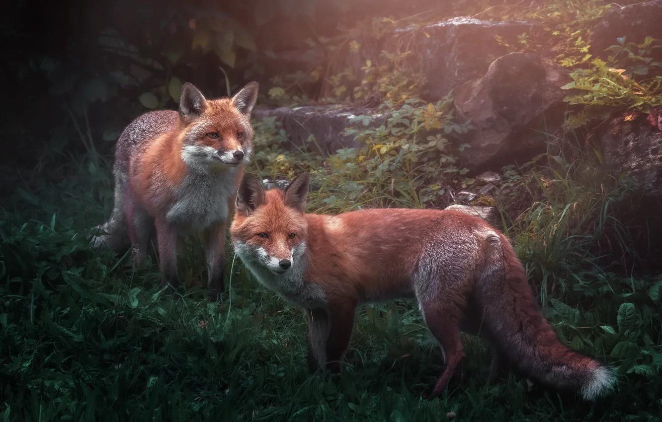 Photo wallpaper Fox, red, a couple