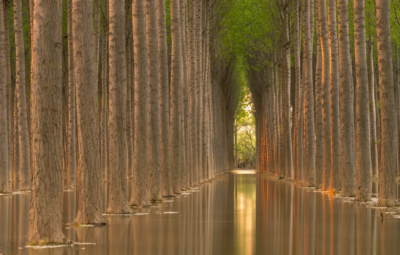 Photo wallpaper water, trees, reflection, trees, water, alley, reflection, alley