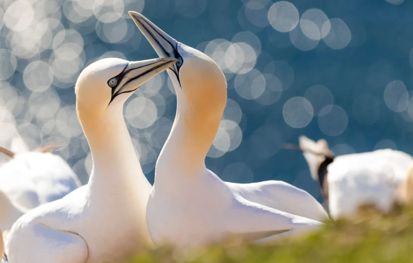 Photo wallpaper birds, glare, a couple, The Northern Gannet