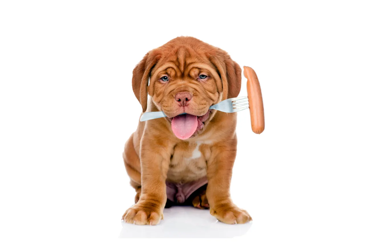 Photo wallpaper puppy, plug, dog, sausage