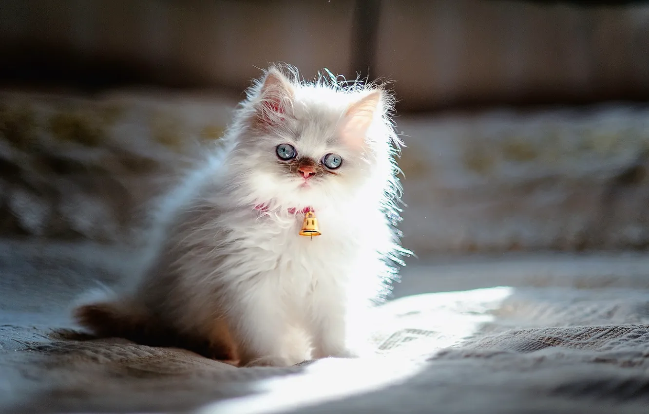 Wallpaper Animals, Persian, White kitten images for desktop, section кошки  - download