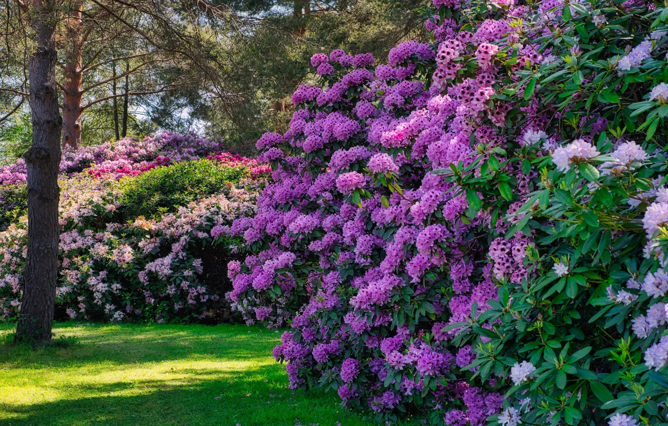 Photo wallpaper summer, trees, flowers, Park, lawn, garden, pink, the bushes, Azalea, rhododendrons