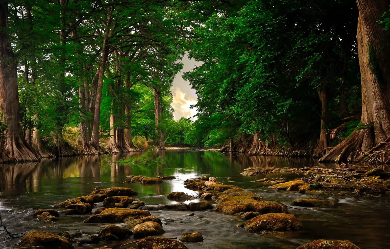 Photo wallpaper forest, trees, nature, water, rocks, River, moss